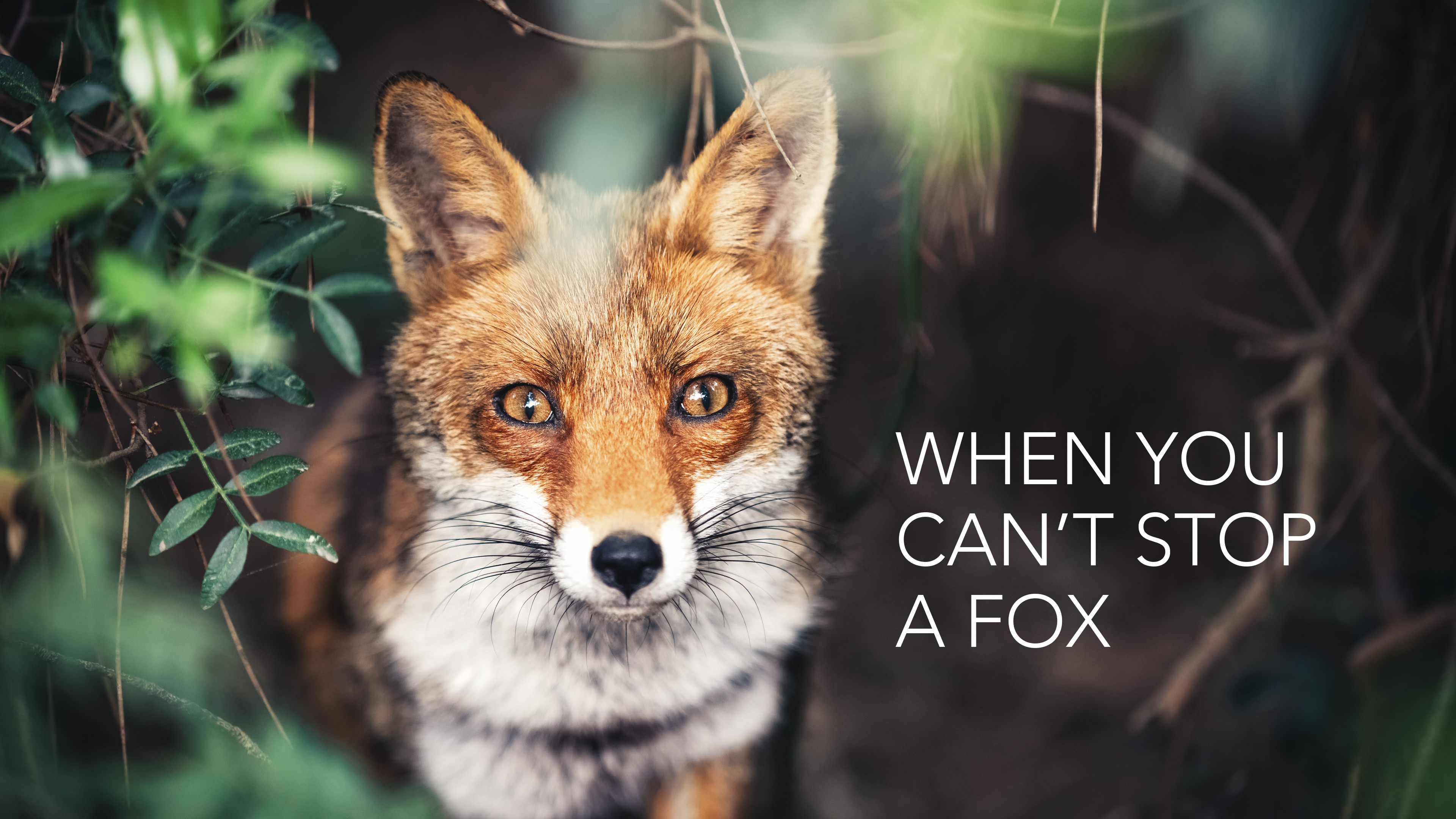 When You Can't Stop a Fox | Pioneer Memorial Church