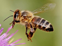 bee